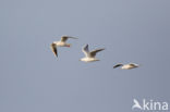 Dunbekmeeuw (Larus genei)