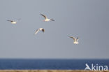 Dunbekmeeuw (Larus genei)