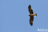 Booted Eagle (Hieraaetus pennatus)