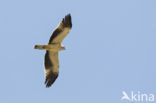 Booted Eagle (Hieraaetus pennatus)