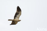 Booted Eagle (Hieraaetus pennatus)