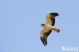 Booted Eagle (Hieraaetus pennatus)