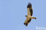 Booted Eagle (Hieraaetus pennatus)