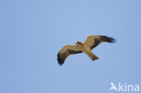 Booted Eagle (Hieraaetus pennatus)