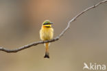 Little Bee-eater (Merops pusillus)