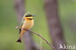 Little Bee-eater (Merops pusillus)