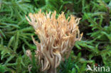 Dwergkoraalzwam (Ramaria myceliosa)