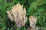 Dwergkoraalzwam (Ramaria myceliosa)