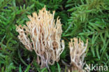 Ramaria myceliosa