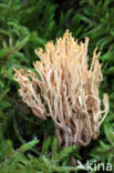 Dwergkoraalzwam (Ramaria myceliosa)