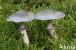 Verdigris Toadstool (Psilocybe aeruginosa)