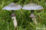 Verdigris Toadstool (Psilocybe aeruginosa)