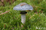 Verdigris Toadstool (Psilocybe aeruginosa)