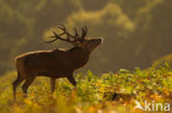 Red Deer (Cervus elaphus)