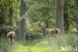 Red Deer (Cervus elaphus)