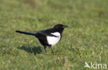 Black-billed Magpie (Pica pica)