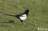 Black-billed Magpie (Pica pica)