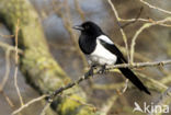 Black-billed Magpie (Pica pica)