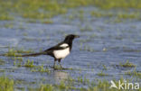 Black-billed Magpie (Pica pica)