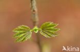 Alder (Alnus spec.)