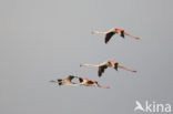 Europese Flamingo (Phoenicopterus ruber roseus)