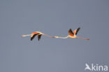 Europese Flamingo (Phoenicopterus ruber roseus)