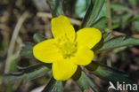 Yellow Anemone (Anemone ranunculoides)