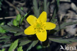 Gele anemoon (Anemone ranunculoides)