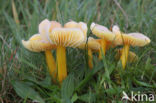 Gele wasplaat (Hygrocybe chlorophana)