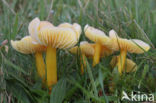 Gele wasplaat (Hygrocybe chlorophana)