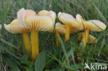 Gele wasplaat (Hygrocybe chlorophana)