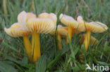 Golden Waxcap (Hygrocybe chlorophana)