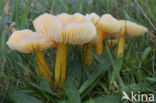 Golden Waxcap (Hygrocybe chlorophana)
