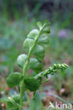 Moonwort (Botrychium lunaria)