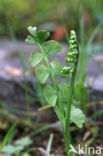 Moonwort (Botrychium lunaria)