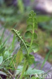 Moonwort (Botrychium lunaria)