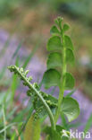 Moonwort (Botrychium lunaria)