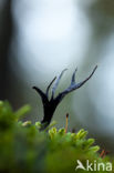 Candle Snuff Fungus (Xylaria hypoxylon)