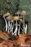 Gewone glimmerinktzwam (Coprinus micaceus)