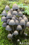 Gewone glimmerinktzwam (Coprinus micaceus)