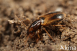 Dicheirotrichus gustavii