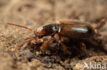 Dicheirotrichus gustavii