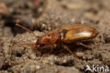 Gewone Schorloper (Dicheirotrichus gustavii)