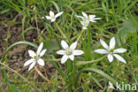 Gewone vogelmelk (Ornithogalum umbellatum)