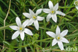 Gewone vogelmelk (Ornithogalum umbellatum)