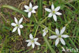 Gewone vogelmelk (Ornithogalum umbellatum)