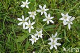 Gewone vogelmelk (Ornithogalum umbellatum)