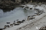 Common Seal (Phoca vitulina)