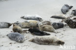 Common Seal (Phoca vitulina)