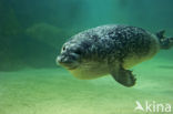 Common Seal (Phoca vitulina)